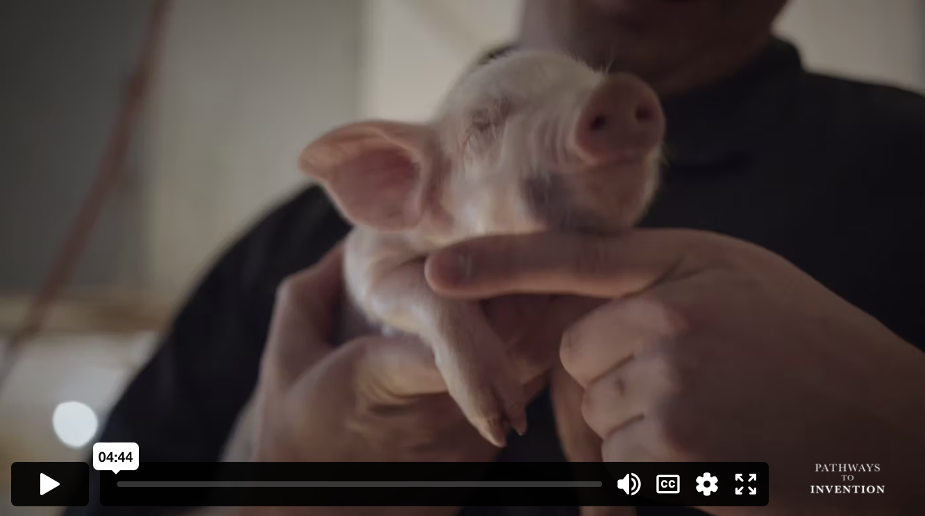 Matt & Abe: Save the piglets!